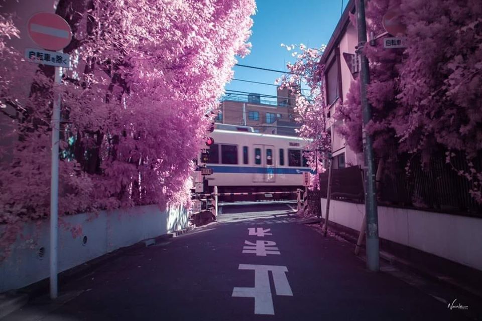 Lỡ hẹn tuổi 18 nhưng vẫn hi vọng rằng Nhật Bản sẽ luôn chờ tôi