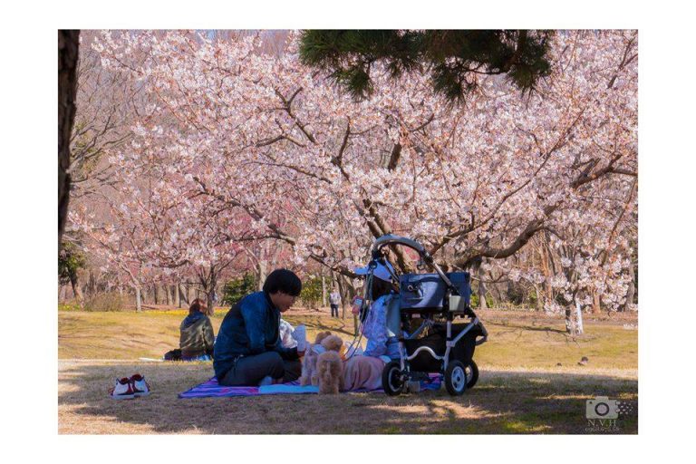 Nhật Bản tốc độ hành công của bạn phải nhanh hơn sự già đi của Bố Mẹ