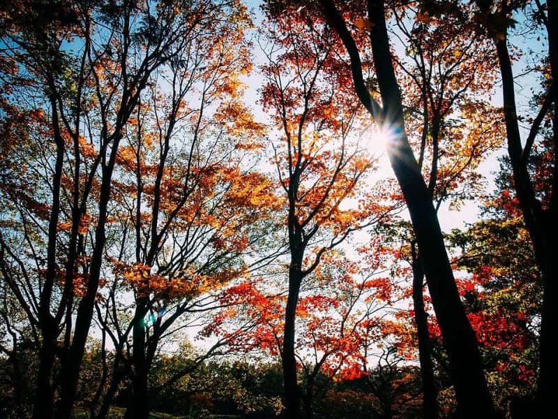 Tour du lịch Hàn Quốc: Chi phí, lịch trình và những điều cần phải nắm rõ