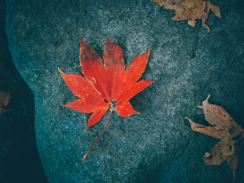 TOP 5 vấn đề chính khi xin visa du lịch Hàn Quốc với tỉ lệ đậu 99%