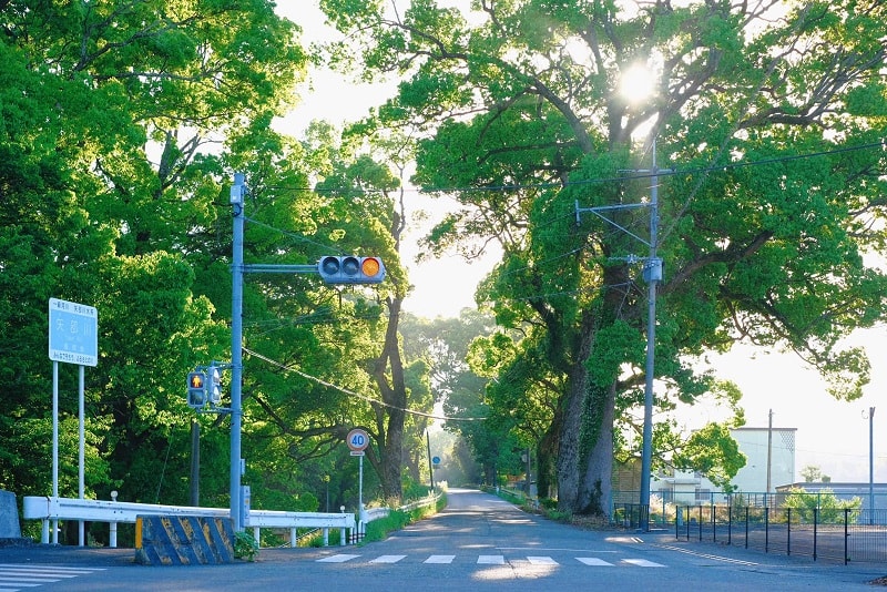 Ánh nắng len lỏi trên các hàng cây xanh