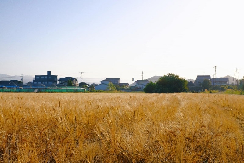 Thành quả nhận về là từng ruộng lá vàng ươm