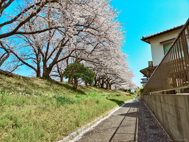 Lợi ích của du học Nhật Bản