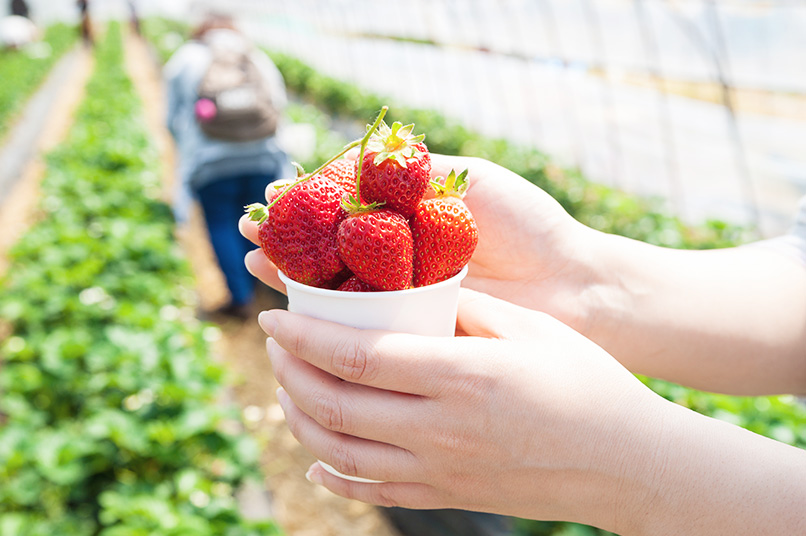 Wakayama có thế mạnh về hoa quả