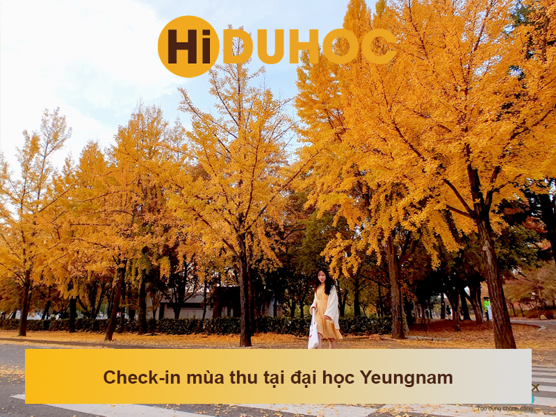 Check in mua thu tai yeungnam