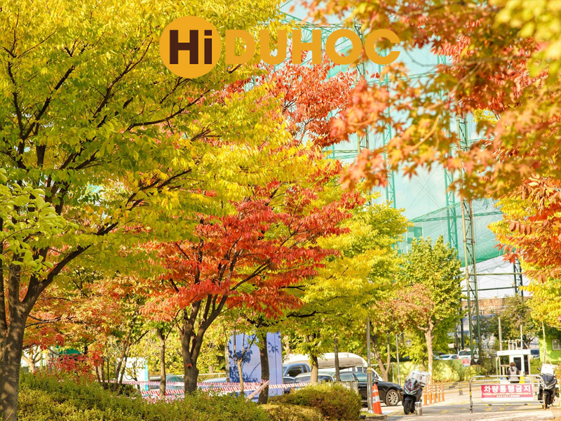 Choáng ngợp trước mùa thu lá vàng Hàn Quốc đẹp đến mê hồn