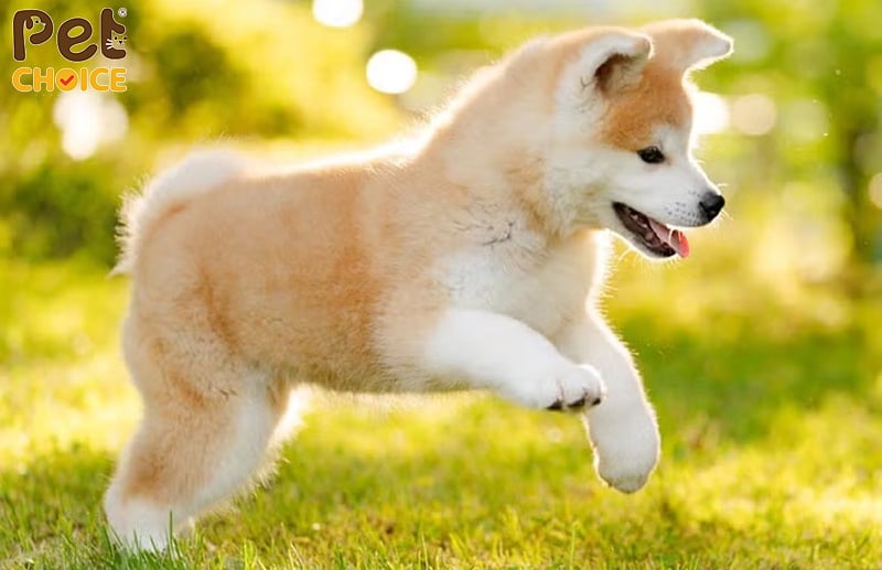 Du học Nhật Bản tại Akita