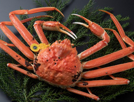 Du học Nhật Bản tại  Fukui