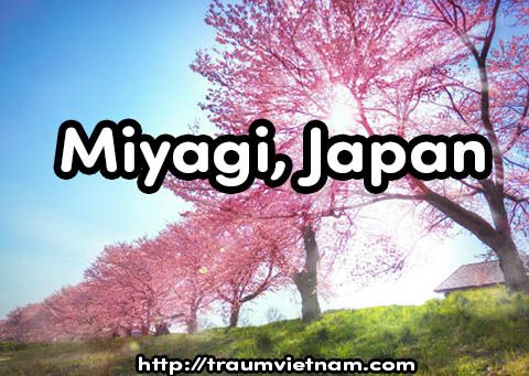 Du học Nhật Bản tại  Miyagi