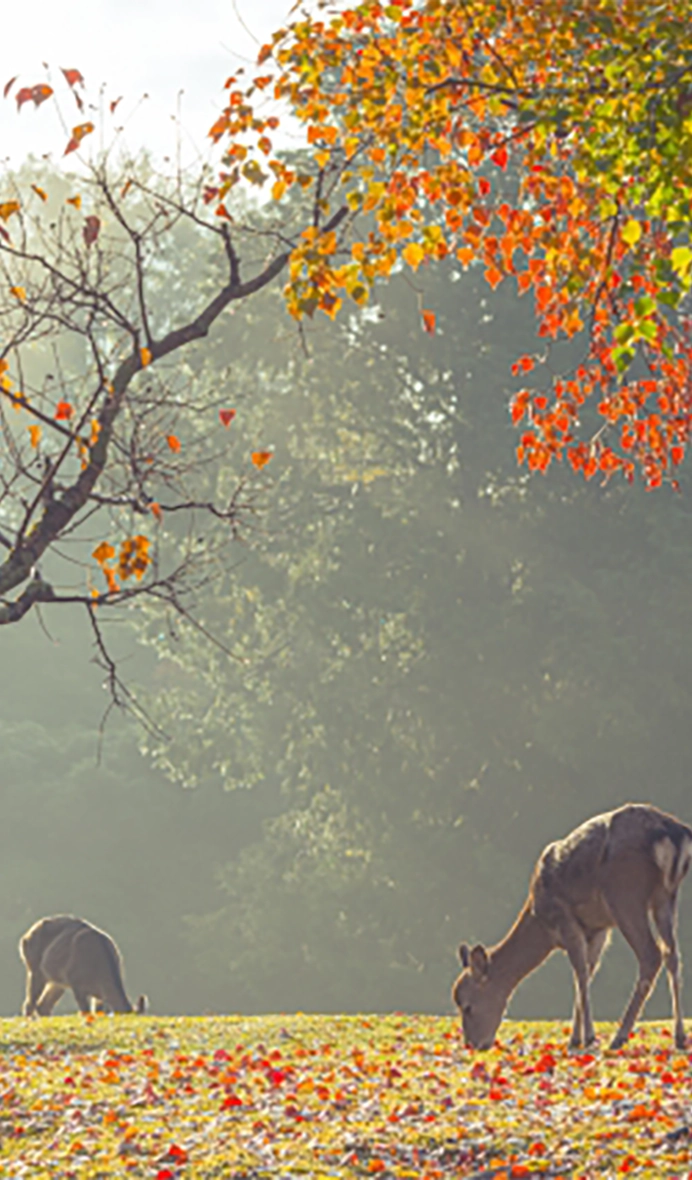 Du học Nhật Bản tại Nara